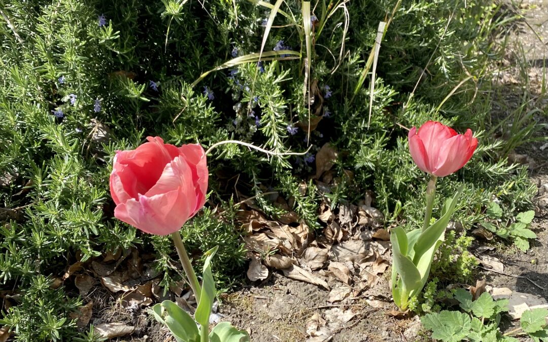 TULIPANI DI PUGLIA