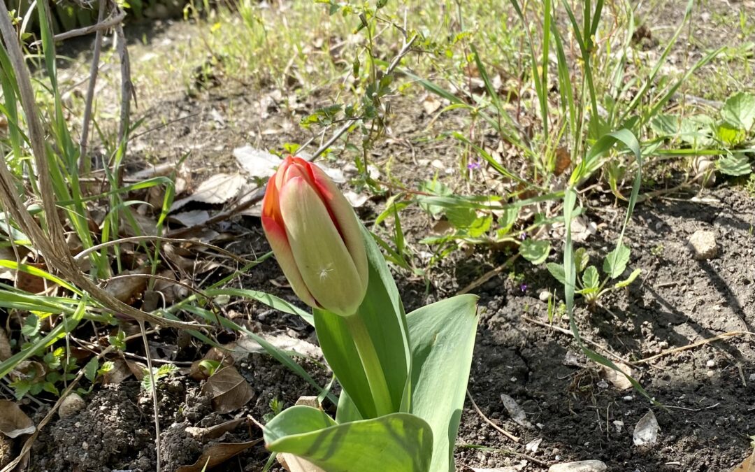 BENVENUTA BELLEZZA